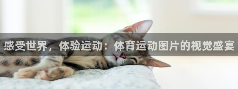 球王会体育：感受世界，体验运动：体育运动图片的视觉盛宴